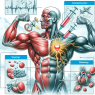 Qué cambios esperar en el tono muscular con Methandienone inyectables
